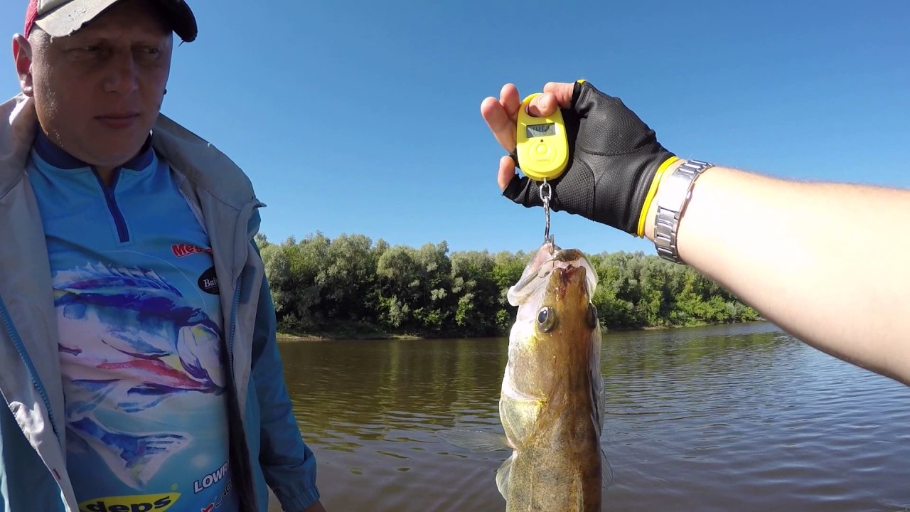 мокша река рыбалка. мокша река в мордовии рыба. рыбалка на мокше. мокша река рыба. гулынки рязанская область рыбалка.