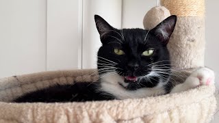 Sweet kitty loves to talk to his human