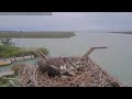 2 chicks ding  darling  captiva osprey cam  jack  edie  chat enabled
