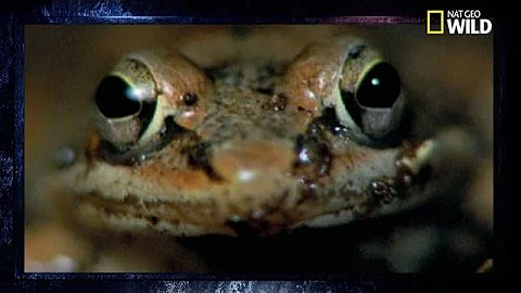 Où vivent les grenouille des bois ?