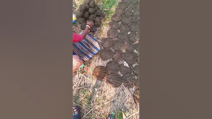 Cow dung patties in village #shorts #viral