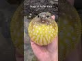 Funny puffer 🐠. #funny #funnyanimal #fish #fishing