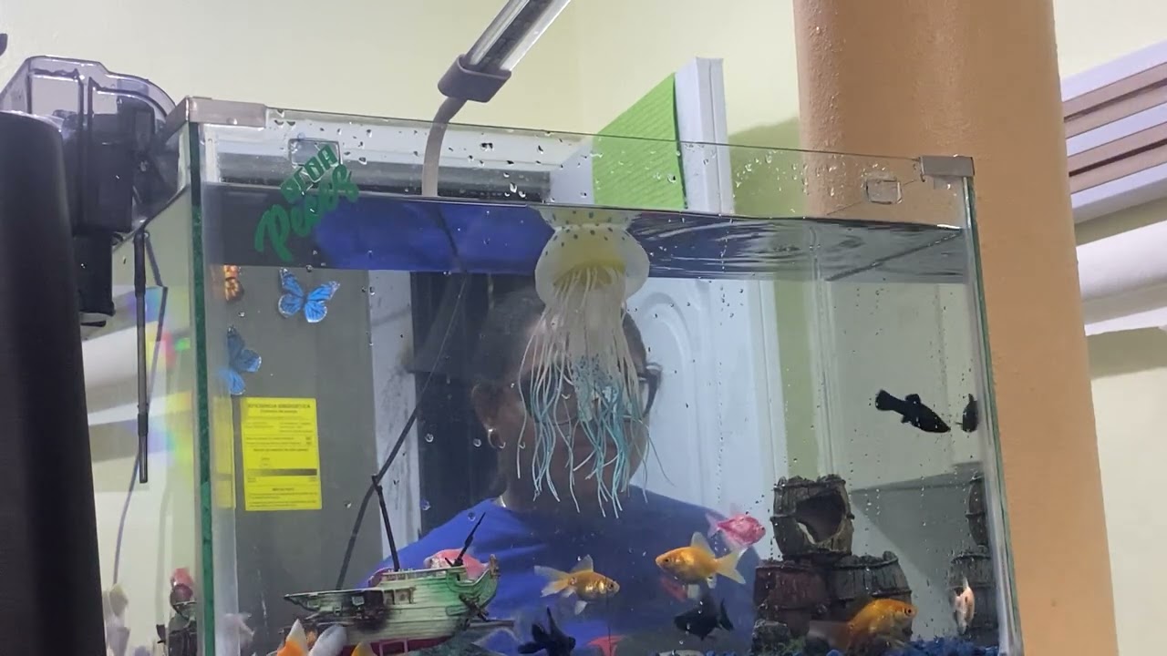 Creando este hermoso acuario de 10 glns de Agua 💧 🛜