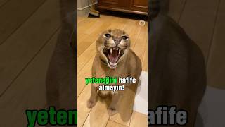 Karakulağı Hafife Almayın