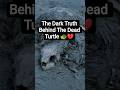The Dark Truth Behind This Dead Turtle 🐢💔 #nature #wildlife #youtubeshorts #trending #shorts