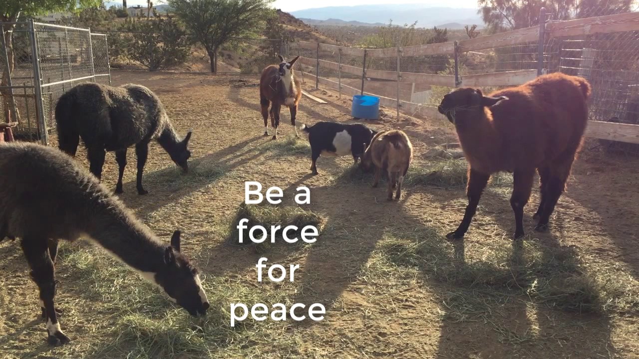 Compilation of Llamas Eating Grass