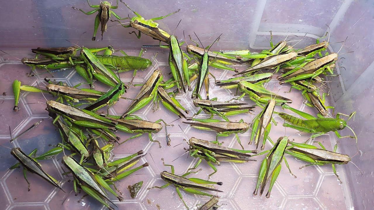 Bắt Những Con Châu Chấu Rừng Béo Tròn Chiên Giòn. Thức Ăn Từ Côn Trùng
