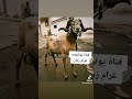 الكبش الذي أوقف مسيرة السكبان