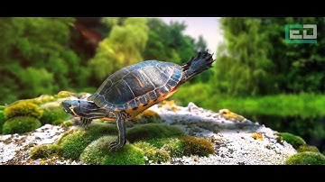 2.5D Animation | Leading Edge Designers-Professional Designs|Graphic|Web|2D|3D|VFX|SEO|SMO|PPC