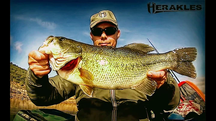Black Bass en la Torre de Abraham