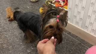 DogVlog: Прогулка, зоопокупки, купание йорков DogVlog: Прогулка, зоопокупки, купание йорков