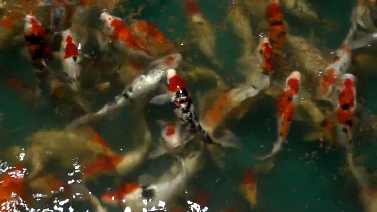 Dorons Koi Koi Carp Black Carp Breeding In Israel Youtube