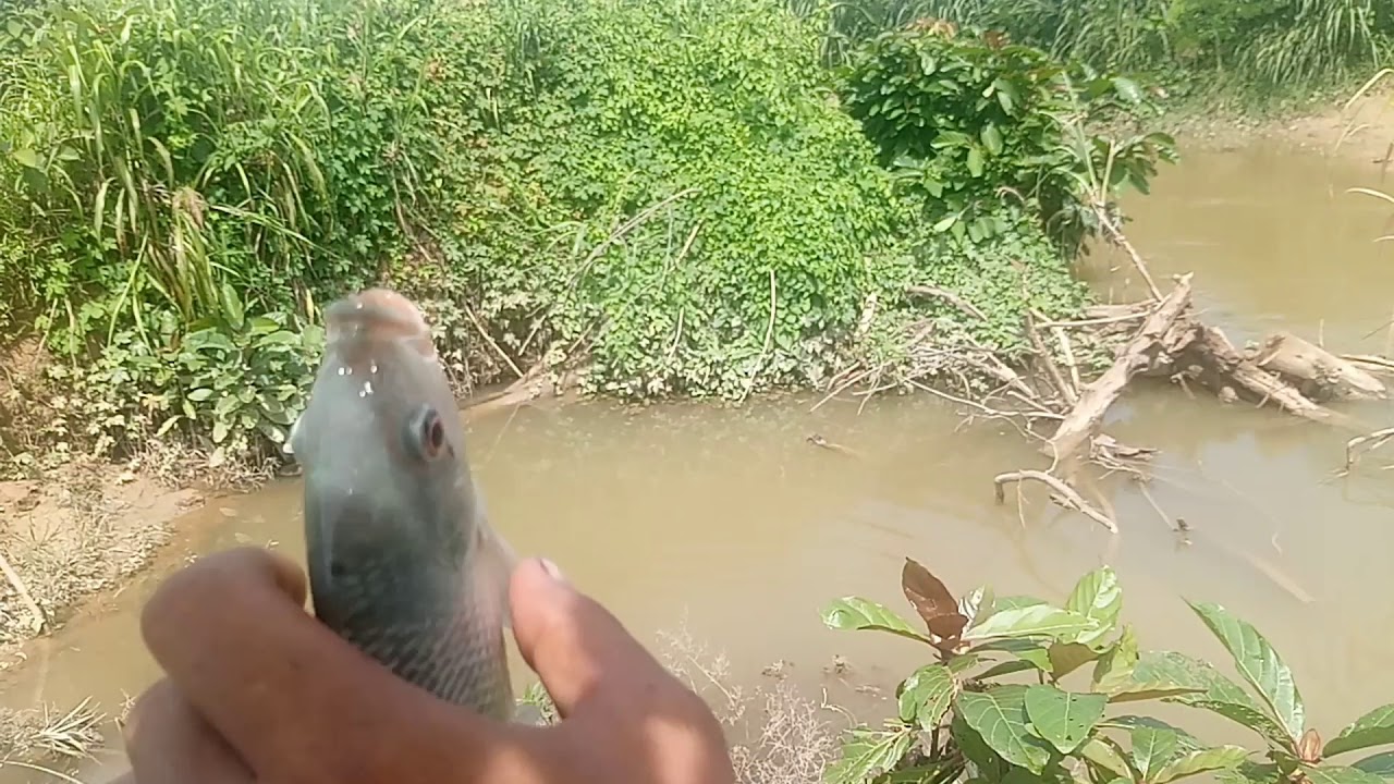 Umpan jitu ikan mujaer
