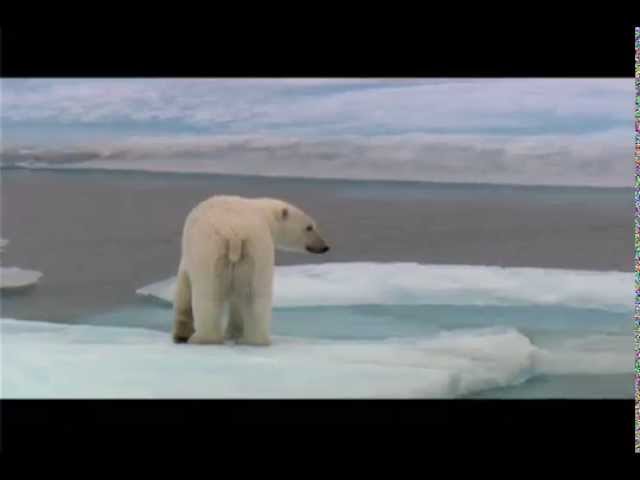 北極クルーズ 野生動物 Quark Expeditions Arctic Wildlife Youtube