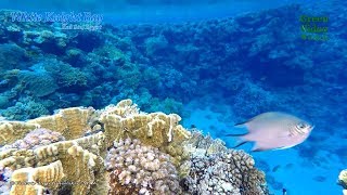 Among the coral reefs of the Red Sea. Relaxing Oceanscapes.  Part 3 / Кораллы Красного моря.