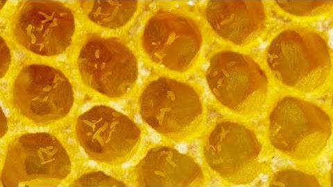 How to fix a laying worker hive- Using a 48hr queen cell!