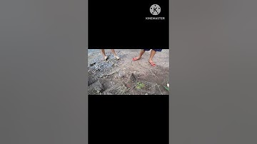 Con Chuột Cống Heo Ăn Là Thúi Đó