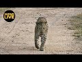 safariLIVE - Sunrise Safari - April 29, 2019