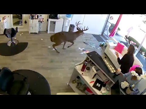 deer-crashes-through-hair-salon