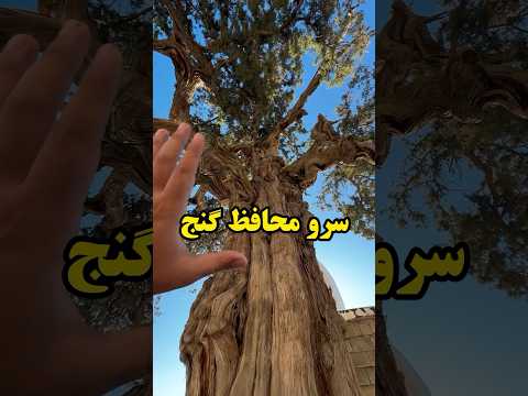 درخت سرو نگهبان خاموش گنج های خاک ایران گنجیابی باستانشناسی گنج درختسرو