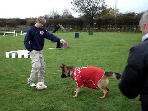 Fernando Torres pits his skills against "Hank" Liverpool FC's footballing dog, during filming for a spanish commercial at the West Lancs Canine Centre in Formby, Liverpool. 9/11/08. Hank can also be seen in the official program of Liverpool FC vs Stoke City. He has a page describing the charity work he does around the area with the West Lancs Dog Display Team.