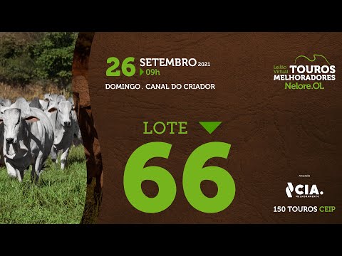 LOTE 66 - LEILÃO VIRTUAL DE TOUROS 2021 NELORE OL - CEIP