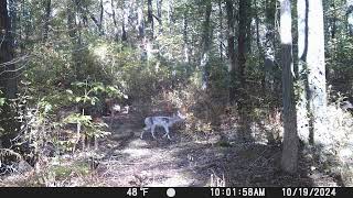 Piebald Deer