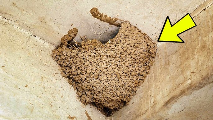 Hikers Stumble Upon a Massive 'Nest', Then They Hear, “Help Me”! - YouTube