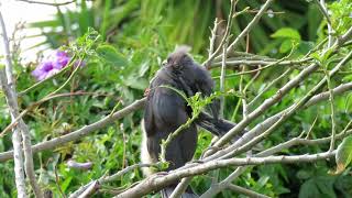 Mother Mousebird grooming Baby Mousebird (White-backed)