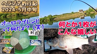 Targeting giant crucian carp] Bottom fishing with dough bait in a