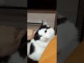 #котик избавляется от второго подбородка)))) #котикстесняшка