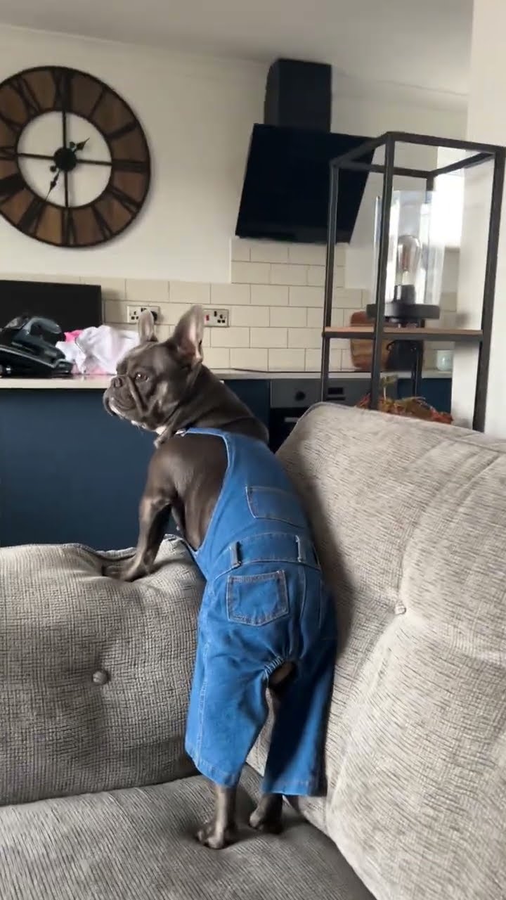 Frenchie in Overalls || ViralHog