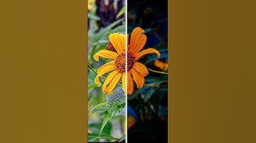 Flower Before After | Full Blur | Full Dark Colour Grading | Adobelightroom| #shorts |