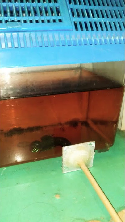 IKAN LAGA KAMPUNG/LIAR