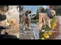 Golden Retriever gets His Snip Snip