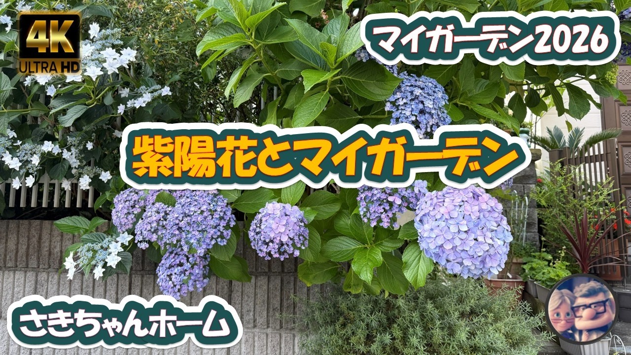 4K】2026年6月17日 🌹紫陽花が色付いて来ました。 #flowers #garden