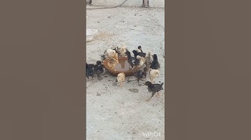 Sips & Chirps Together