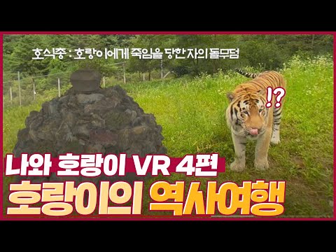 호랑이들과 떠나는 호랑이의 역사 여행! -VR 4편-