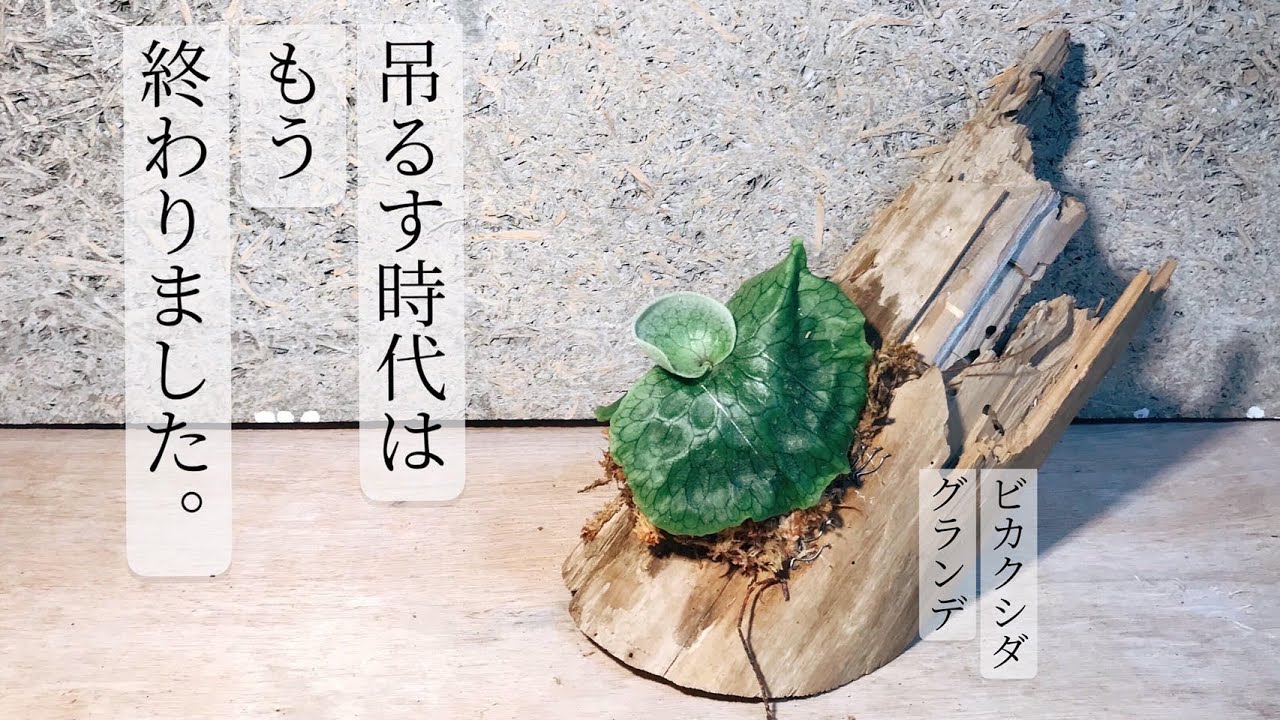 超大株ビカクシダ グランデ 板付（ビカクシダ コウモリラン グランデ  