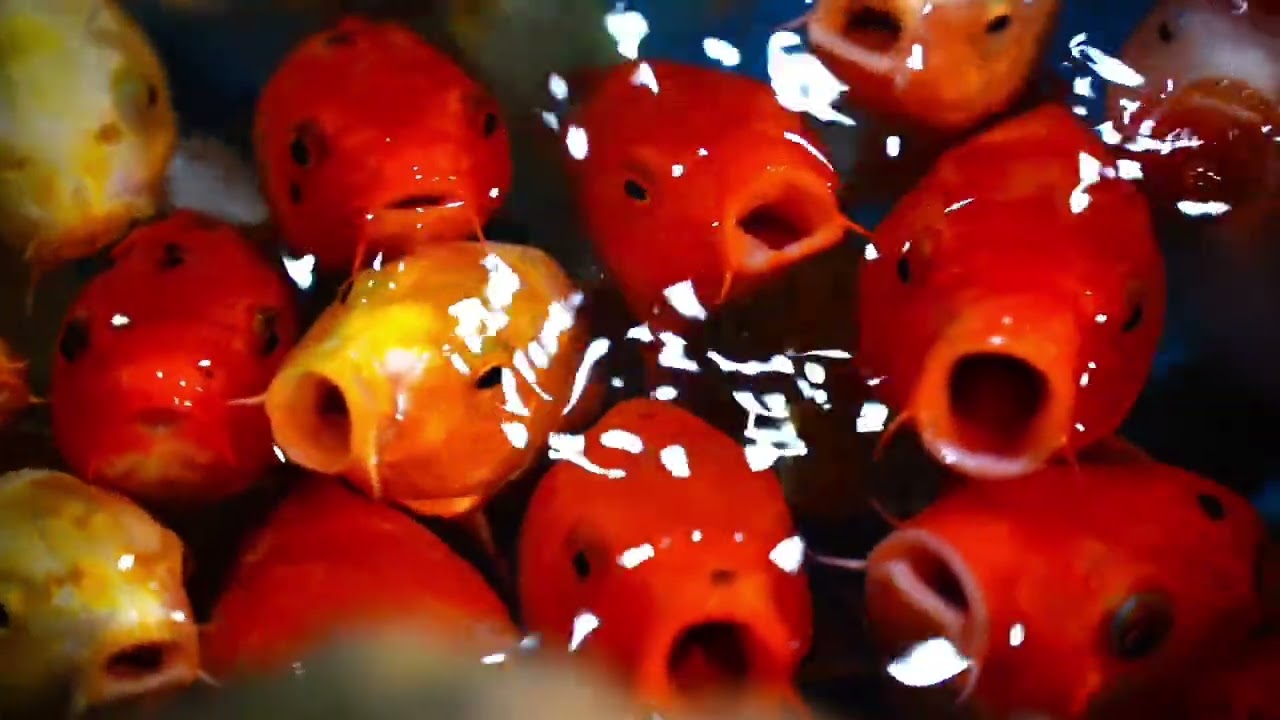 Aquarium Relaxation – Peaceful Fish Tank Sounds with Soft Music for Sleep & Study