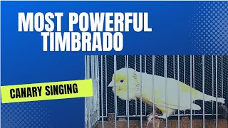 Most powerful Timbrado Canary  for  Female of Canary   - كنار جاهز نار