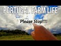 I dont remember it being this bad portugal farm life