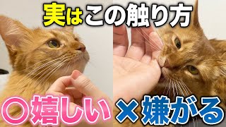 【完全版】猫が嫌がる触り方&猫が喜ぶ撫で方12選