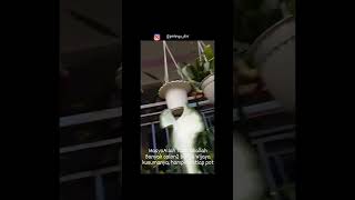 Download Mp3 bunga Wijaya Kusuma,.#shorts #videoshorts #wijayakusuma #flowers Gudang lagu Download Mp3 bunga Wijaya Kusuma,.#shorts #videoshorts #wijayakusuma #flowers