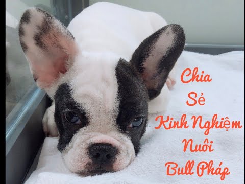 The Pet Family |Chia Sẻ Kinh Nghiệm Nuôi Bull Pháp Tốt Nhất