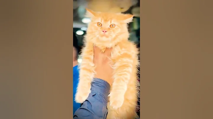 Video 11025561: persian cat long hair, persian cat collection