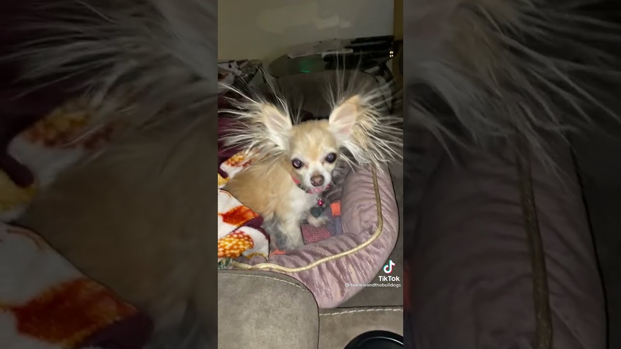 Chihuahua With Crazy Hair ? Funny & Angry Dog VIDEO I Found on TikTok funny animals #shorts