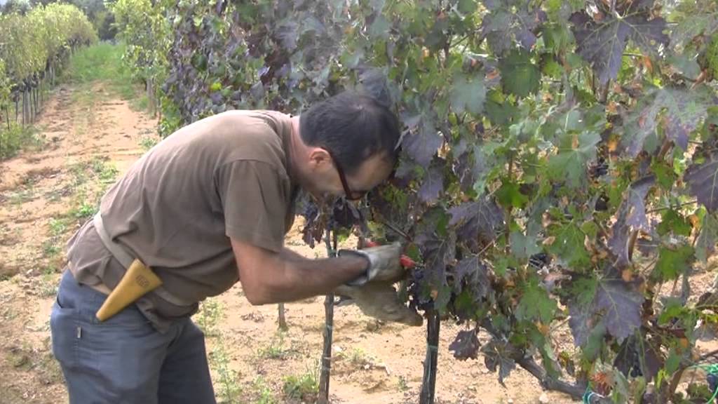 Fare un buon vino, parte1