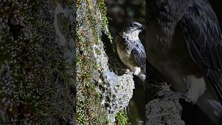 Swiftlet Bird Building an Incredible Saliva Nest 🐦✨