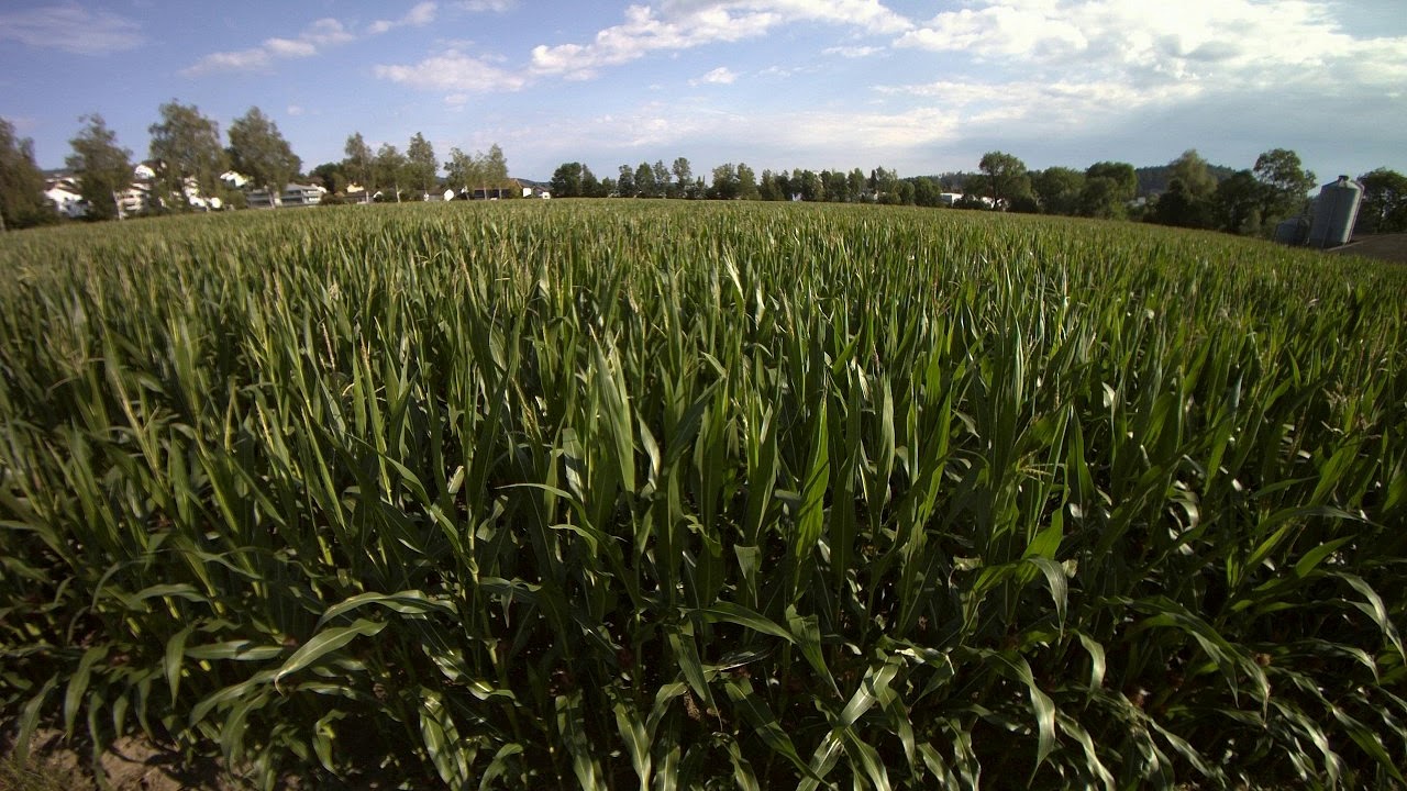 CropVIEW time lapse video of corn YouTube